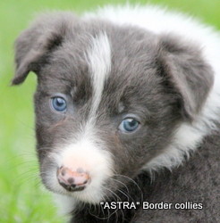 Slate and white Male, medium to rough coat, border collie puppy